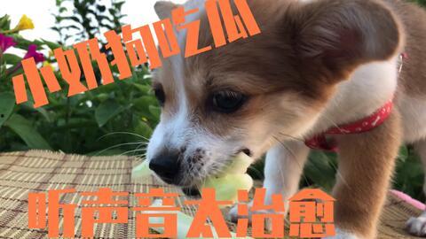 娱乐吃瓜君小奶狗,揭秘娱乐圈那些不为人知的幕后故事